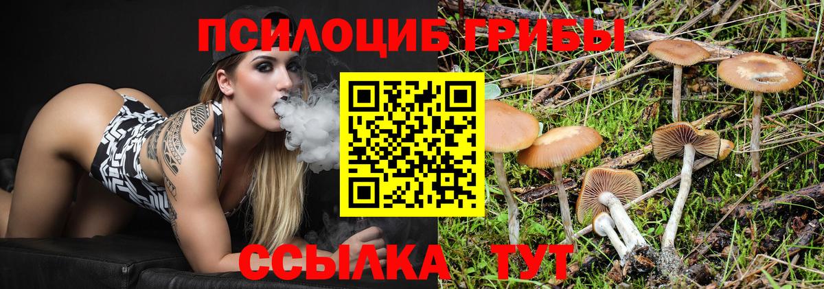 Псилоцибиновые грибы Cubensis Новошахтинск